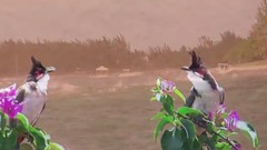 Mauritius Holiday - Birds and Beaches