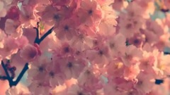 韓劇<黃真伊>OST  花日