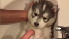 這些可愛的小動物會溫暖你的心