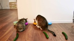 貓とうさぎにきゅうり置いてみた。- I put cucumbers behind cats and rabbits