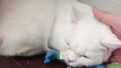 女主人給單身已久的短腿貓找了個女朋友,第一次相親是這樣似的