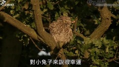 紀錄片<野性英倫>.