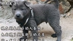 朋友從垃圾堆找到了很丑的土狗說要送我,帶回家養之后卻發現