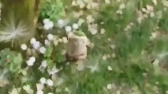 <捉妖記2>粵語電影預告