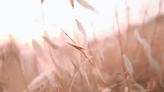 歐美群星 - Mi Barca y Mi Mar