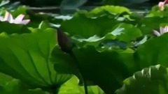 民樂群星,風景,影視原聲,音樂短片,輕音樂 - 亭亭出水中 荷之韻