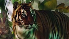 歐美群星 - La Legge Del Più Forte