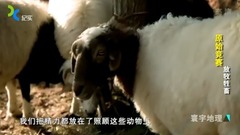影視原聲 - 原始競賽 上海紀實 8、放牧牲畜