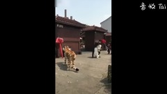 一個被假老虎嚇屎的汪星人
