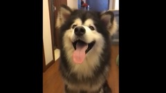 狗狗合集!哈哈哈這節奏準的,沒誰了!