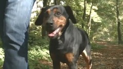 歐美群星 - Shanti Shanti