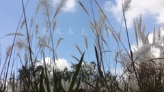 輕音樂 - 詩歌-無題