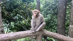 輕音樂,音樂短片 - 詩歌-初面