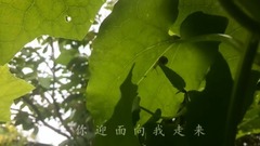 輕音樂,音樂短片 - 詩歌-美恰如你