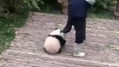 飼養員與大熊貓萌萌噠瞬間