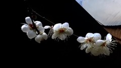 輕音樂 - 一剪梅