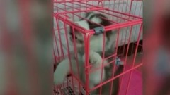 哈士奇這智商……基本就靠別自行車了