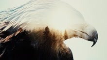 Arch Enemy - The Eagle Flies Alone (official video)