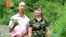  - 貴州山歌：哥是青藤緾妹身，質樸樸的山歌表達了質樸樸的愛情！