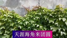  - 云南山歌：真愛網絡情緣