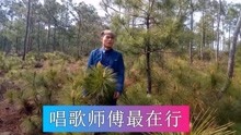  - 云南山歌：十月甘蔗節節甜