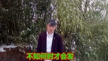 - 云南山歌：單身日子好郁悶