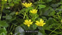  - 風雨彩虹《鏗鏘玫瑰》