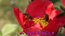  - 經典情歌