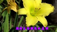  - 一首《深深愛上你》