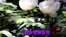  - 網絡情歌