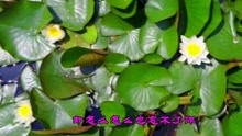  - 一首《等你在夢里》