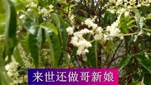  - 云南山歌有緣網絡來相遇