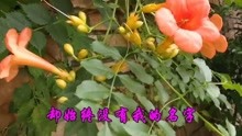  - 經典情歌送給朋友們