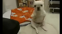 扭的很風騷的萌狗