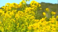 民樂群星 - 放馬山歌 葫蘆絲版