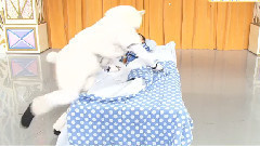 第92回 欽ちゃん&香取慎吾の全日本仮裝大賞 2015(超級變變變)