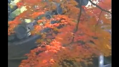民樂群星,音樂短片 - 姑娘生來愛唱歌 葫蘆絲獨奏