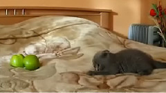 當喵星人遇到綠色怪物