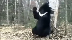 性感撩人的撓癢姿勢