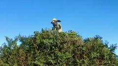 保護大樹