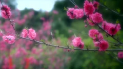 牽手桃花島