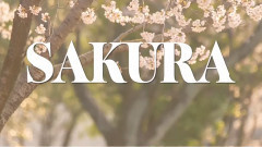 Sakura 歌詞版