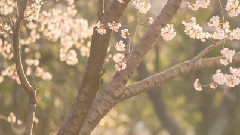Sakura 歌詞版