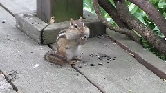 春天的花園風光