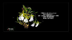 Yanni - 和蘭花在一起 (With An Orchid.)