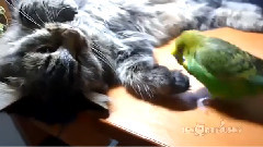 小鳥與貓