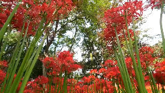 曼珠沙華花田美景
