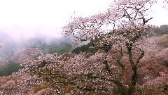 寂靜山林 吉野山櫻花