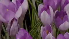 Spring Flowers