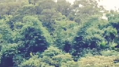 周湯豪INS